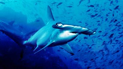 Hammerhead Shark (Sphyrnidae)